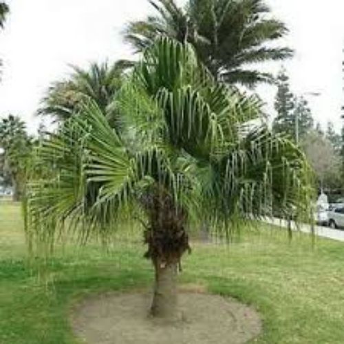 Livistona Palm Fruit Tree Manufacturer & Supplier in India 